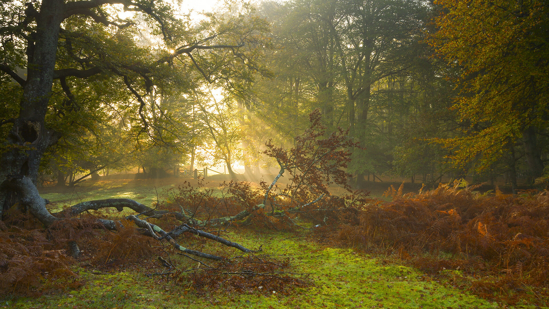 意大利后卫成为NBA联赛最佳防守球员，技压群雄，意大利球星后卫