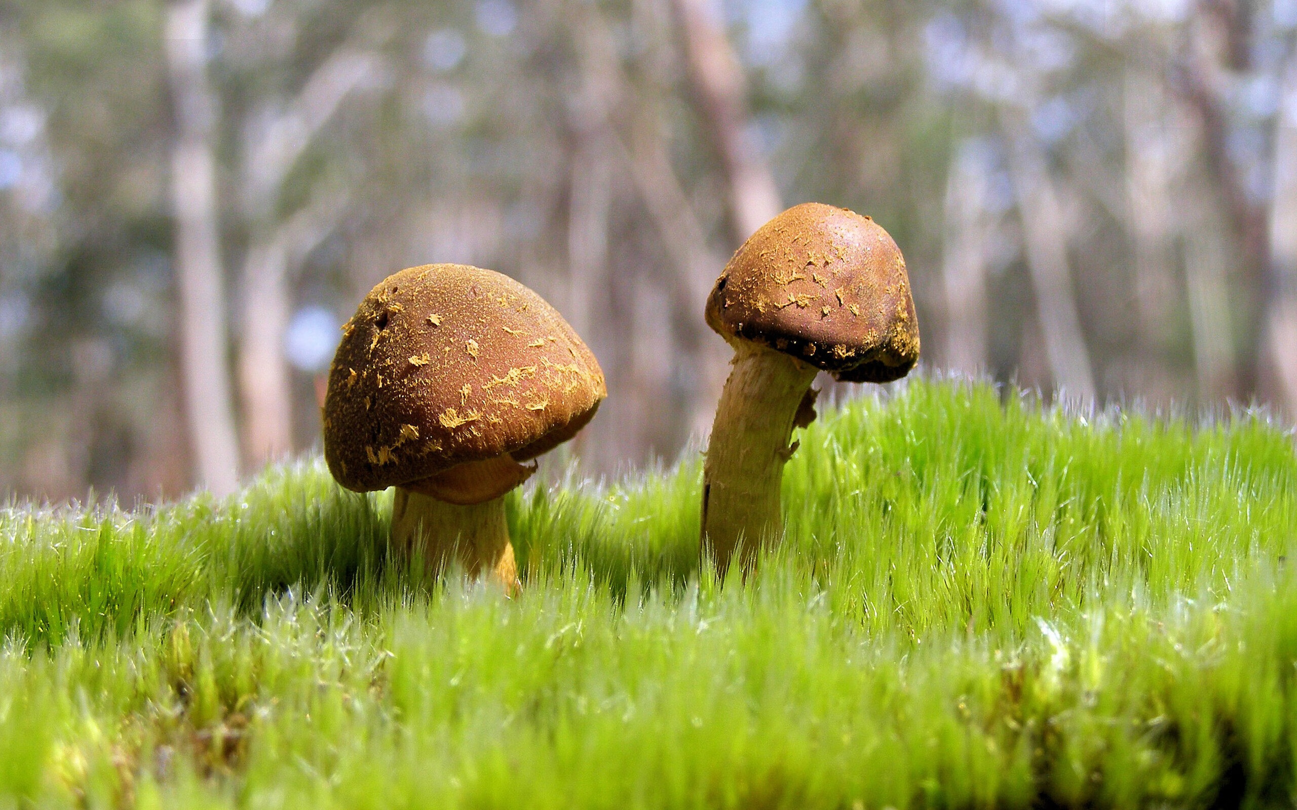 -摩纳哥主帅谈球队目标，摩纳哥的球星