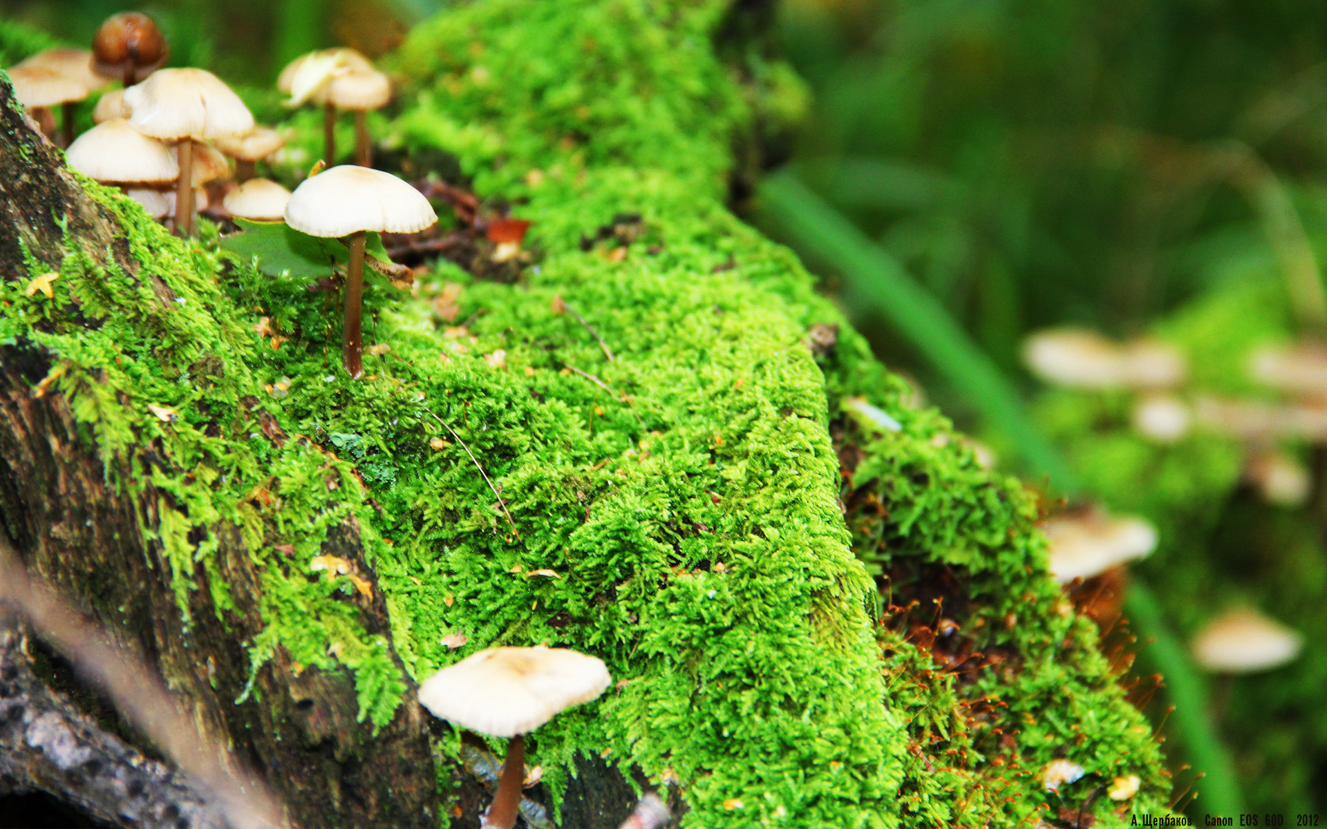 王楚钦状态回归巅峰全运会羽毛球,王楚钦全运会2021参加几项