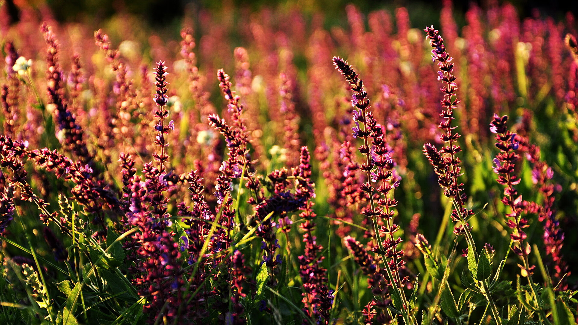 爱游戏在线-马术运动员备战奥运会，马术成为奥运比赛项目